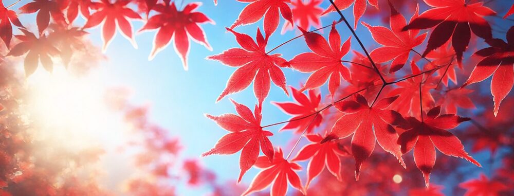 秋の青空と真っ赤な「紅葉もみじ」の画像