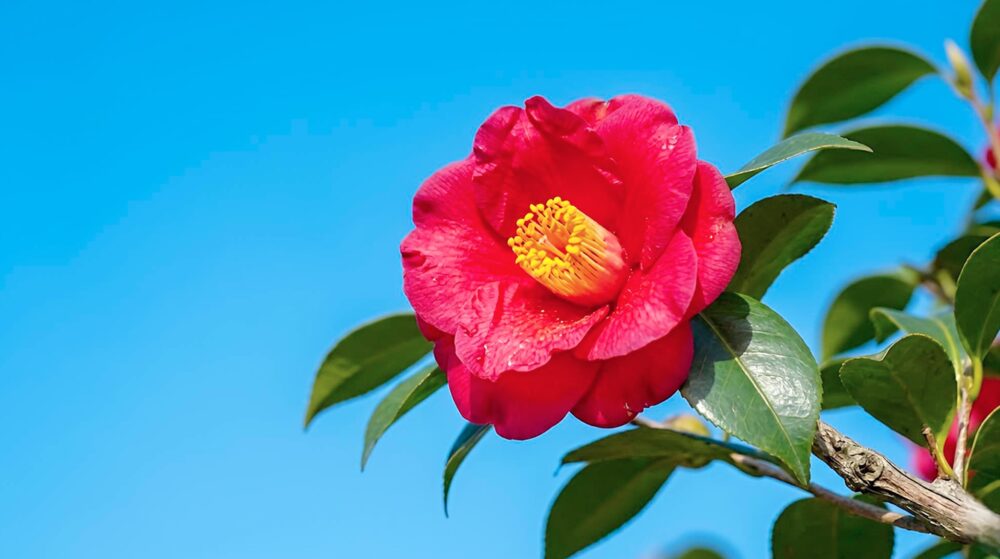 椿の歴史と花の名前に宿る物語|日本文化が育んだ一輪を贈り物に