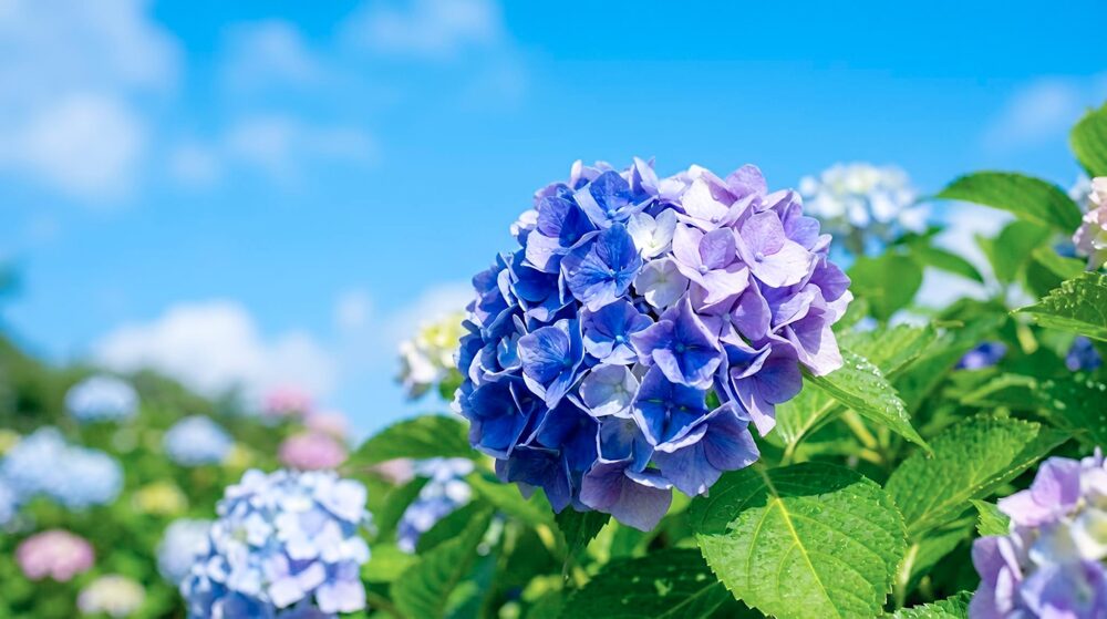 「紫陽花あじさい」江戸の昔話しを調査【歴史の物語〜現代の活用方法を解説!】