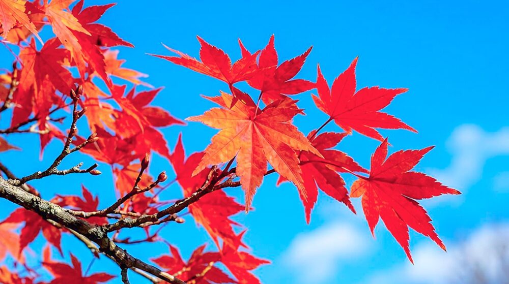 「紅葉もみじ」江戸の昔話しを調査【歴史の物語〜現代の活用方法を解説!】