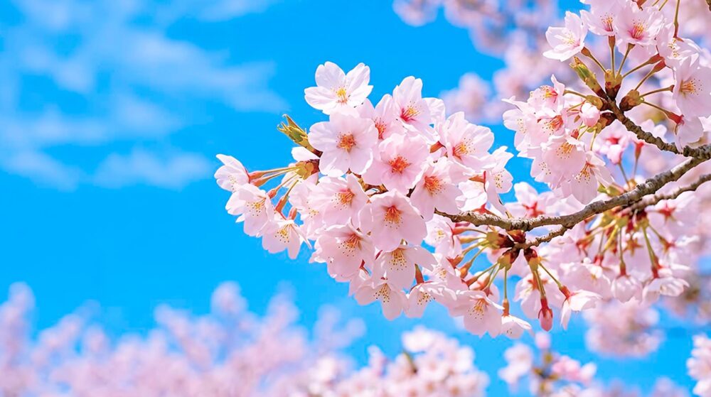 桜の歴史とは?江戸の昔話しを調査【現代の活用方法を解説!】