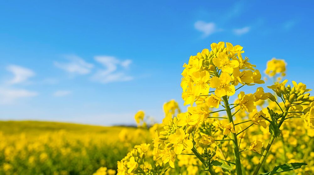 「菜の花」江戸の昔話しを調査【歴史の物語〜現代の活用方法を解説!】